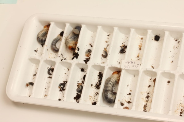 オオカブトの部屋 - 内歯消失型