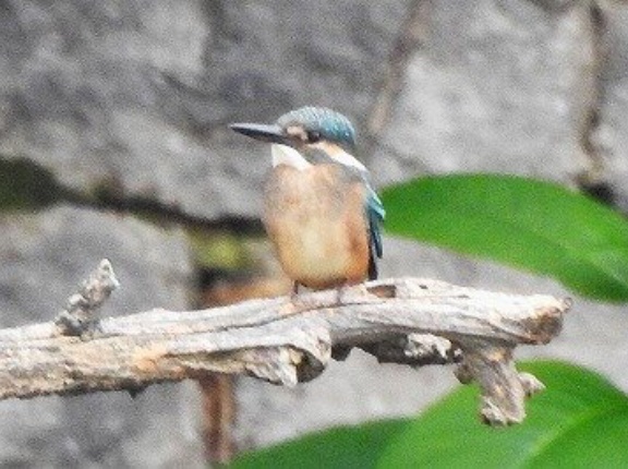 2026年6月20日の野鳥公園