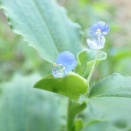 土の中で花が咲きます