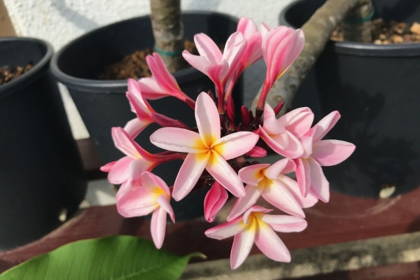 種まきさんの種まきブログ 沖縄から プルメリア