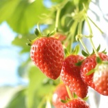 『高級苺のプレゼント』の画像