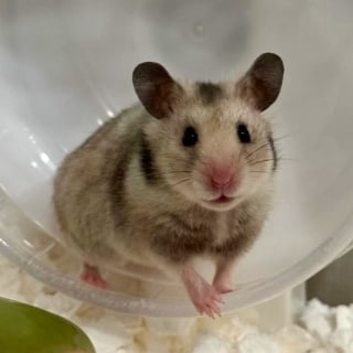 登山ちゃんねる