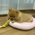 元気いっぱい！ポメラニアンちゃん❤️