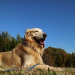 陛下とユカイな下僕たちが、旅に出ました