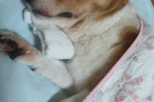 松本まなみ カウンセリングスケジュール