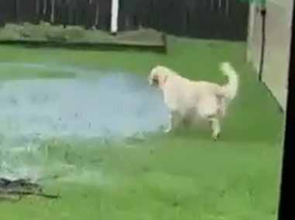 雨が降っている庭に犬が出て行った。戻ってきなさい！ イヤです → 犬はこうしちゃう…