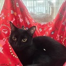 里親さんが決まった猫たち(11/29～)