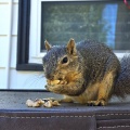 しばらくブログを休みます＆まとめてリス友写真 🐿️🐿️🐿️