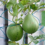Heyモーの家庭菜園を楽しむ