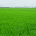2026-102写真俳句17★(0702）青田波