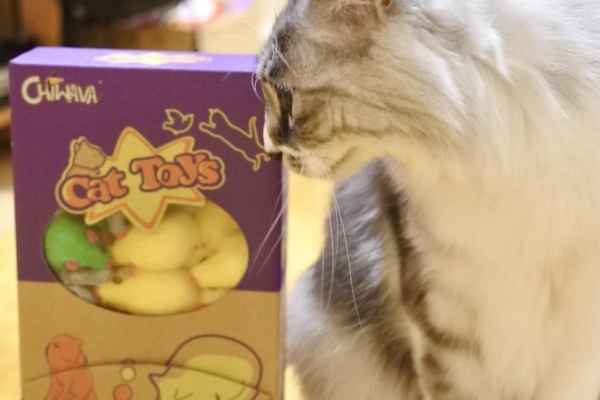 猫とふたり暮らし～evaとaiaiの日常～