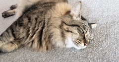 だんだんモフモフになってきたマロちゃん