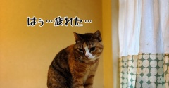凛さんは膀胱炎。