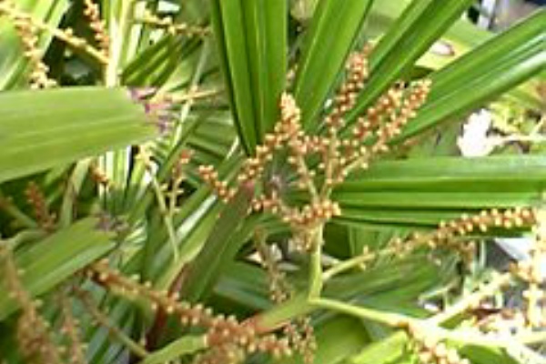 観音竹の花 貪瞋癡 とんじんち