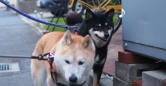 若い犬とシニア犬