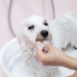 『OIだより(4800回記念)(56)一隅の灯(30)』の画像