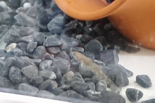 いろんな魚とときどき猫 ヒナハゼ
