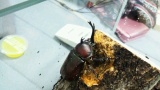 カブトムシ飼ったら可愛すぎてヤバいwwwwww