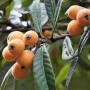 【マジ注意】「ビワの種はガンの特効薬！毒だというのは嘘だからガン患者は食べまくれ」は嘘だと医師が注意喚起　→　食べてしまったガン患者さんが最悪の末路に……