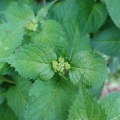 紫陽花の蕾