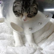 フミフミをするときの猫の表情いろいろ