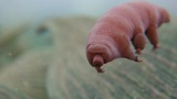 クマムシ、また人間に虐待される