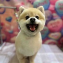 トリミングブログ✂️✨