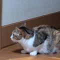 はるちゃん