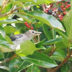 野鳥は可愛い♪ ２