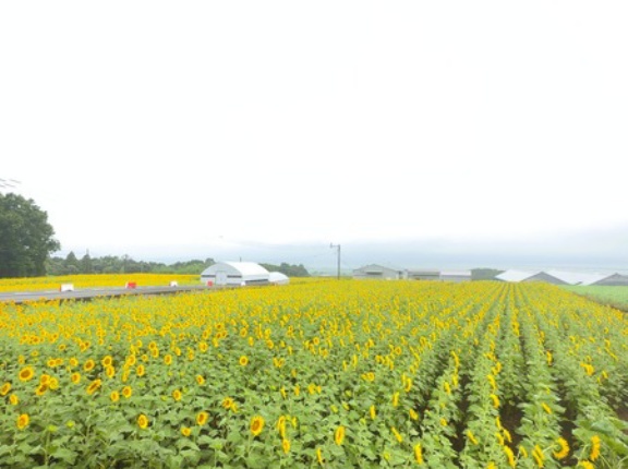 2026 満開のひまわりと海（雲仙市吾妻町、愛野町）  　