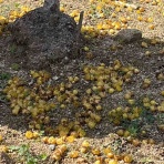 今日から3月、少し歩けば花がいっぱい