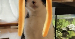 ◎日曜のにゃんこ546◎