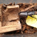 【チュウヒラ】【ベトヒラ】給餌