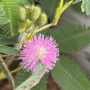 ９月７日のオジギソウの花