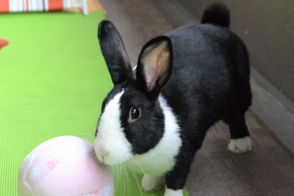 兎鳥庵 うさぎさんの里親募集 ベランダパーティー