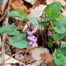 野の花vol.１０