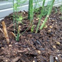 �դ˱���Ƥ����奦��⤤�Ĥδ֤ˤ��礭���ʤäƤ��Υ������ˤʤäƤޤ���(^^;