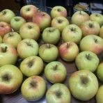 あつめしの「食うも練習のうち」