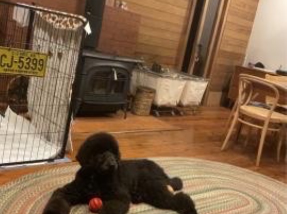 ベルベットちゃんも落ち着いている様です👌💓