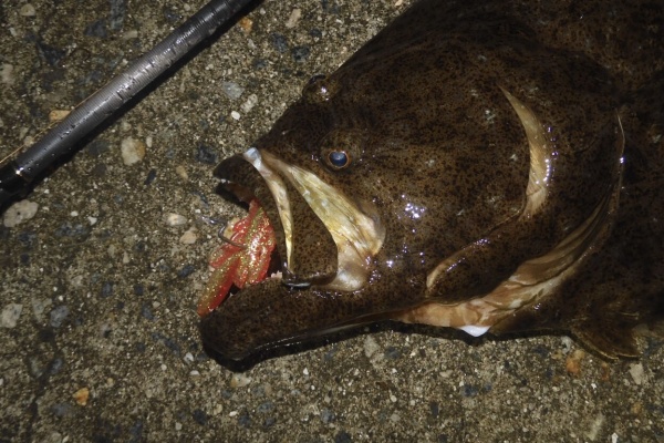 メバル246 さま 専用ページ メバル246 さま 専用ページ Megabass - メガバス オンラインショップ