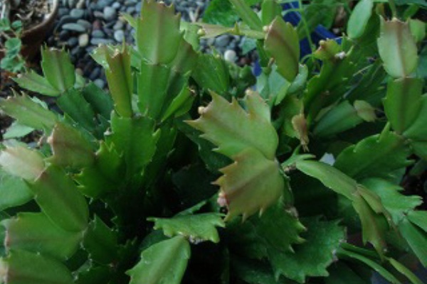 花散歩 シャコバサボテンの蕾ができた