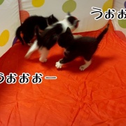 巣立ちの歌☆栄光