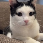 募集猫たち