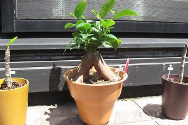 ガジュマル盆栽　夜光貝植え ガジュマル盆栽 夜光貝植え 一期一会、見逃すな！ - ガジュマル⇒GAGA