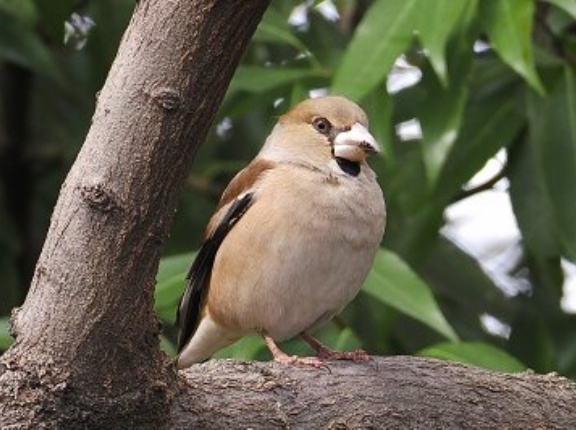 2026年3月13日の野鳥公園