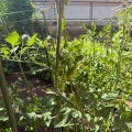 【よもぎ菜園】