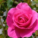 淡路島の暮らし　四月のマイガーデン