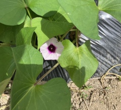 サツマイモの花