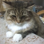 「テーブルに上がってもいい」とル－ルを変えた後の猫たち
