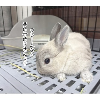 うさぎのルリ(8/17追記)